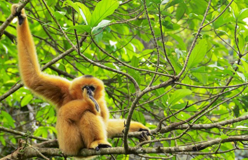 Private Full Day Tam Coc, Cuc Phuong National Park W/ Lunch - Key highlights at a glance