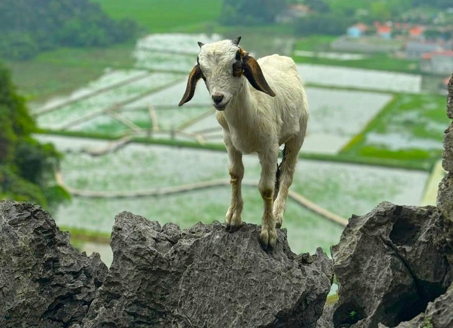 Private Luxury 1 Day Trip: Hoa Lu, Tam Coc, Mua Cave, Biking - Hoa Lu Ancient Capital: Dinh and Le dynasties in context