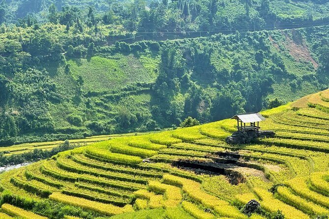 Private Trekking through Terraces Rice Fields in Sapa - Lunch, Vegetarian Options, and the Comforts That Prevent a Grumpy Hike