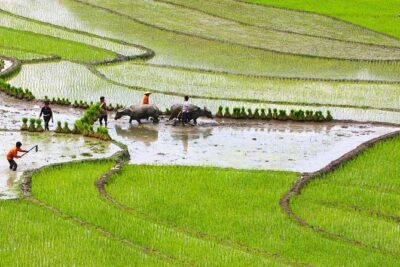 Red Dao village trek and Herbal bath - Meet the Red Dao and Hmong life on the walk