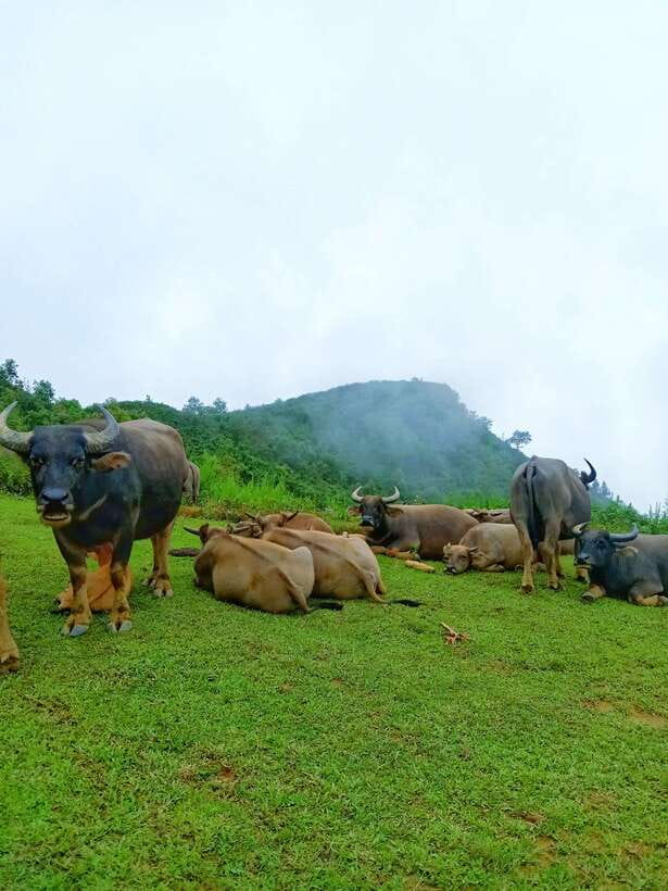 SAPA: 2 DAYS Walking & 1 night at Homestay with LOCAL GUIDE - Why Zo’s Sa Pa homestay trek feels different from a usual day trip