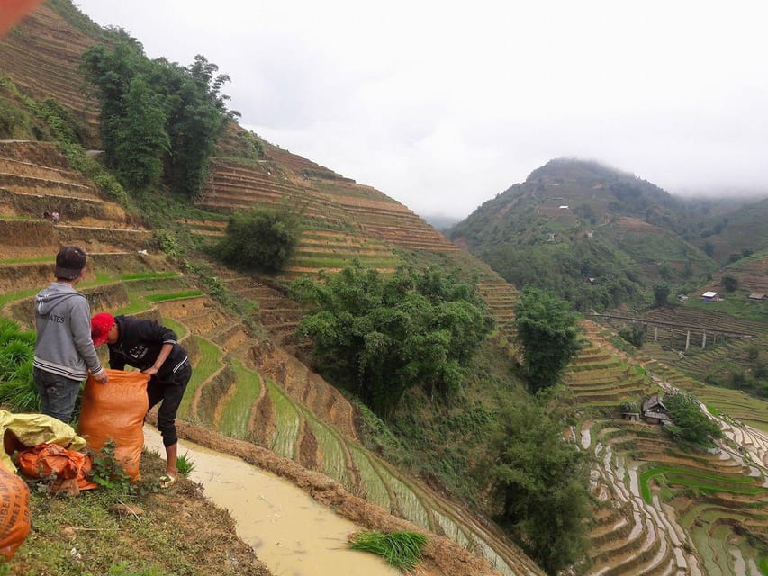 Sapa beautiful rice field, village - Easy walking kid,senior - The villages: rice fields plus real community life