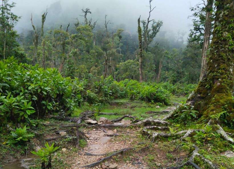 SAPA : Climb up to Fansipan mountain with LOCAL GUIDE - The Descent Plan: 2,900m Check, Return to Tram Ton, and Late-Day Energy
