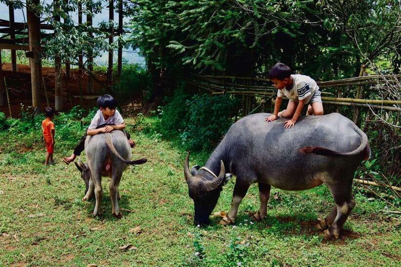 Sapa: Discover the Secrets of the Red Dao: A Healing Journey - Suoi Ho Village: Rice Paddies, a Stream, and First Views That Feel Real