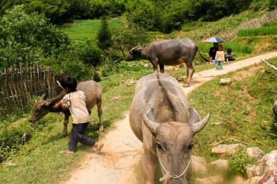 Sapa Easy Trekking Tour 1 Day - Rice Paddies and Cultures - Rice paddies, cardamom trees, and water buffalo near Ta Phin
