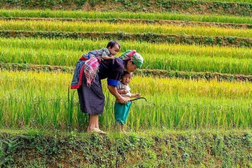 Sapa: Half Day Treck To Visit Y Linh Ho , Lao Chai, Ta Van - A Half-Day Trek That Feels Like Real Sapa