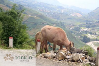 Sapa hard trekking villages homestay 3days/ 2nights tour - amazing culture - Day 3: Nam Toong (Red Dao) River Walk, Waterfall Time, and Back to Sapa