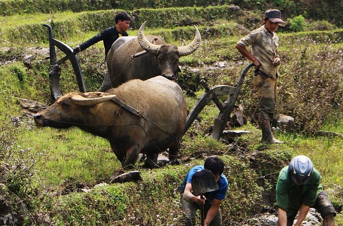 Sapa Hmong Family Trekking Adventures - Meals and Homestay Life: What You Actually Get for $59