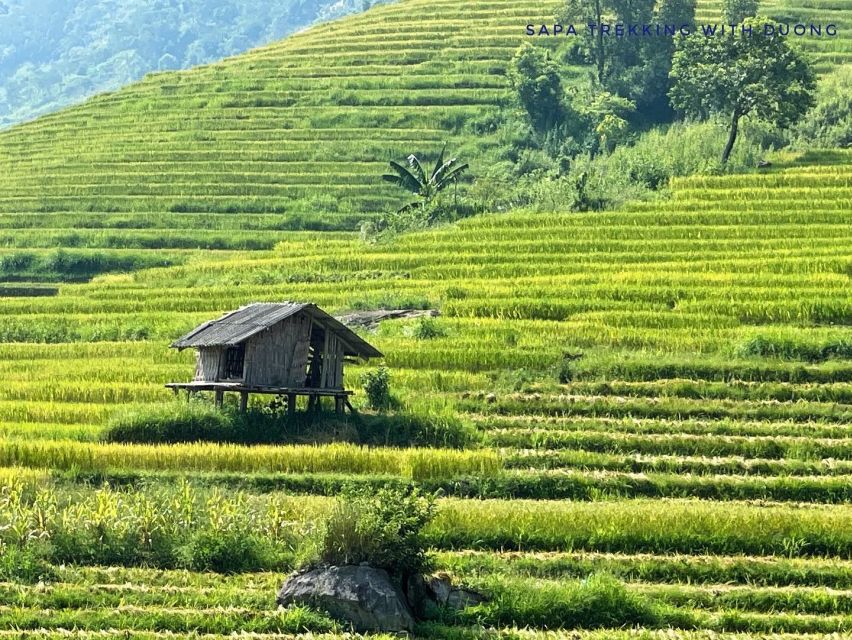 Sapa: Private Muong Hoa Valley and Homestay Trekking 2-Day - Day 1: Y Linh Ho Terraces, Black Hmong Houses, and the Giay Homestay