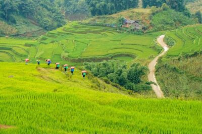 Sapa Trekking & Homestay 2 Days 1 Night - Day 1 in Sapa: Fields to Y Linh Ho, Black H’mong Village Life