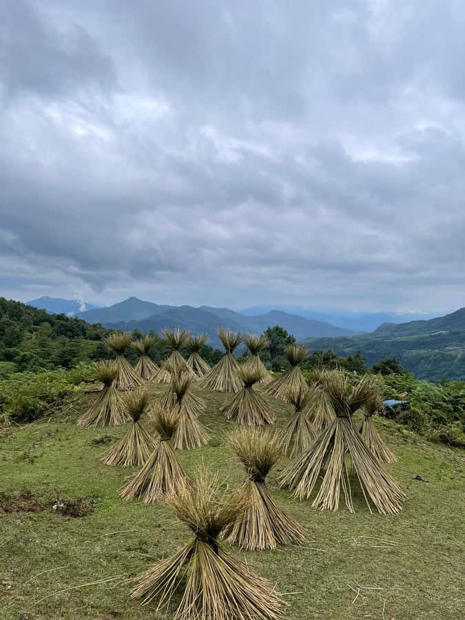 Sapa: Y Linh Ho - Lao Chai, and Ta Van Trekking Day Tour - Y Linh Ho Village: Black Hmong Culture in the Middle of the Rice Fields