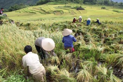 Three days motorbiking tour Pu Luong - Day 2 in Pu Luong Nature Reserve: rice paddies, early air, and real customs
