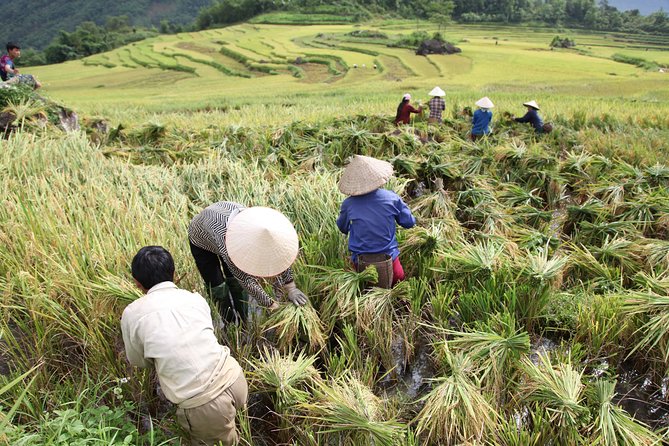 Three days motorbiking tour Pu Luong - Day 2 in Pu Luong Nature Reserve: rice paddies, early air, and real customs