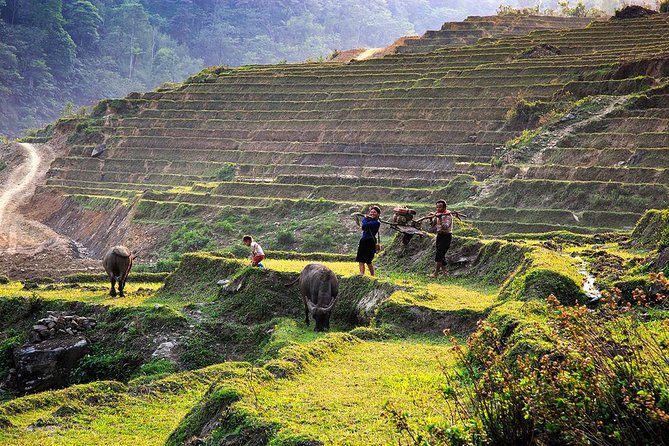 Trekking Through Rice Terraced Fields - 1Day - Guides Who Actually Explain What You’re Seeing