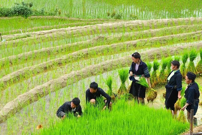 Vietnam Package Tours - Hanoi Green Travel - Day 6: Ninh Binh transfer, Hoa Lu temples, and the Tam Coc area