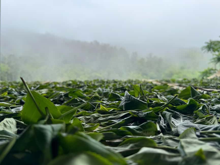 Vietnam Tea Tasting - Giang Egg Coffee & Train Street Visit - Should You Book This Tour?