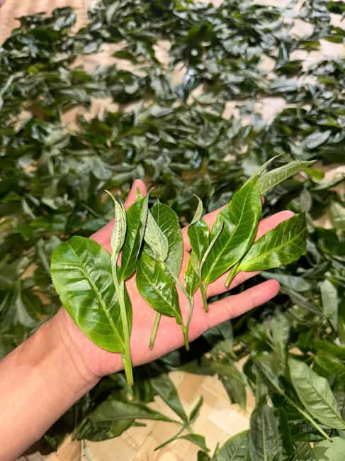 Vietnam Tea Tasting - Giang Egg Coffee & Train Street Visit - Price and Logistics: Is $36 Good Value?
